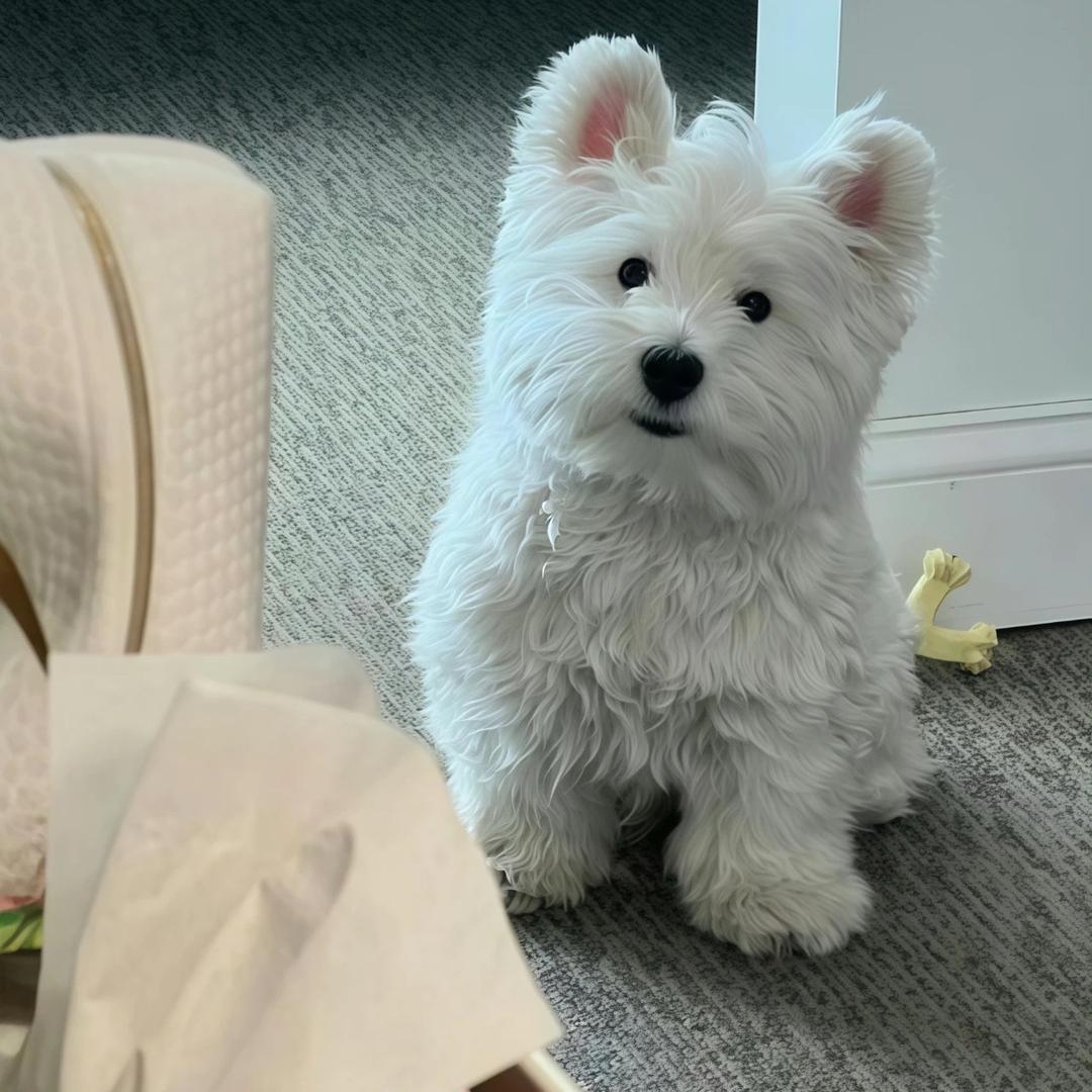 卡皮巴拉璐🫎ﾉ♡