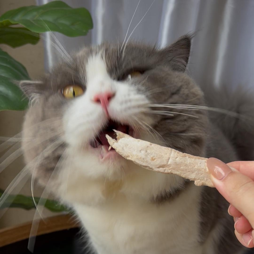 韩小寒的猫🐱
