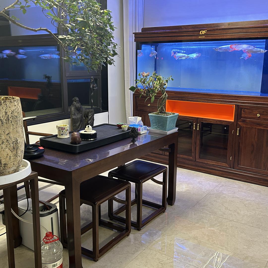 爱养鱼的白羊座