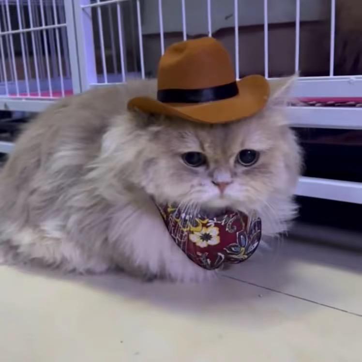 小啤酒猫舍（拿破仑繁育）