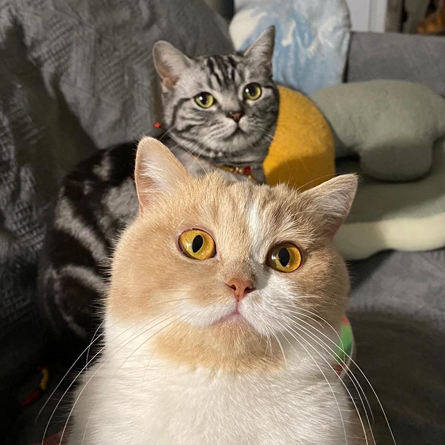 根本不怕猫