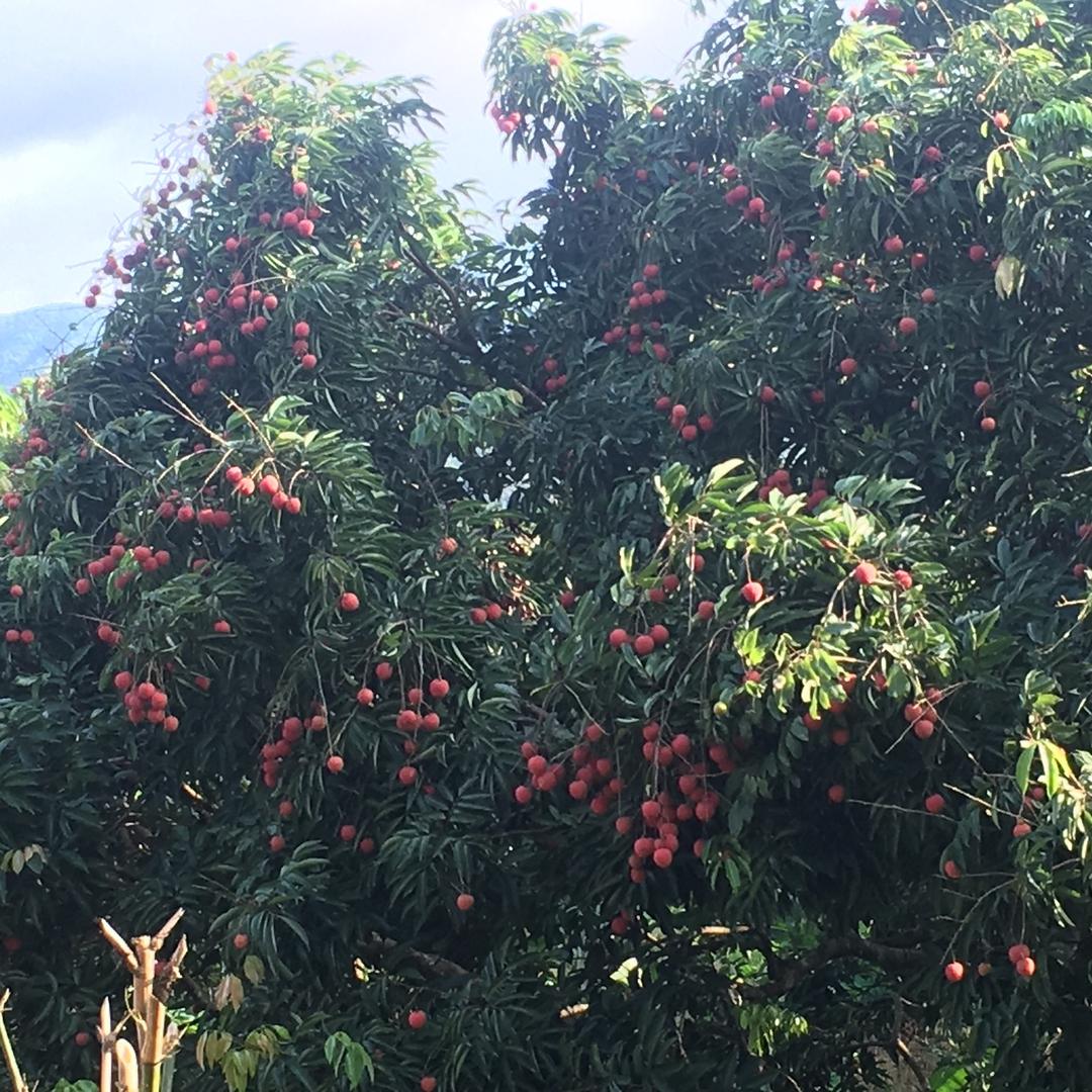 米荔王
