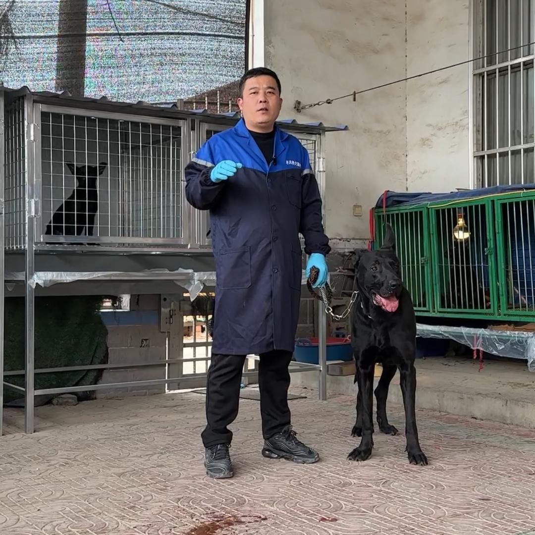 李班长养犬