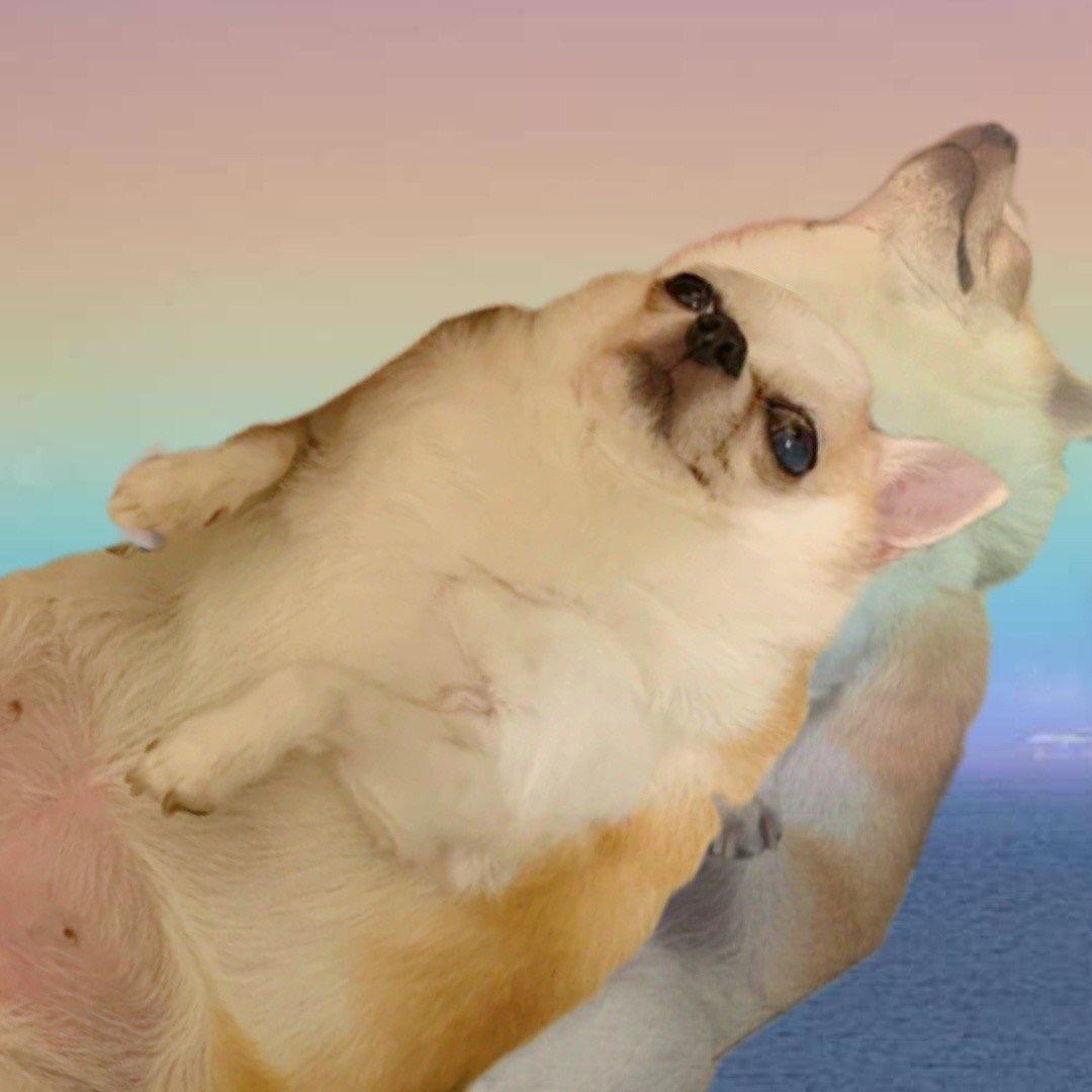 cc