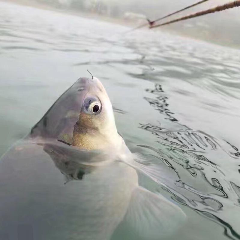 飘落的酒米🎣