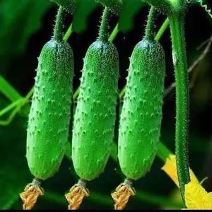 幻影
