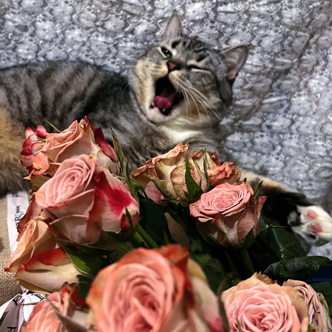 小猫是只猪🐱