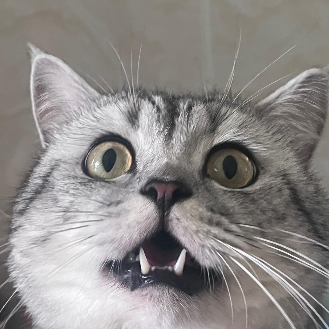 ₍˄·͈༝·͈˄*₎◞ ̑̑