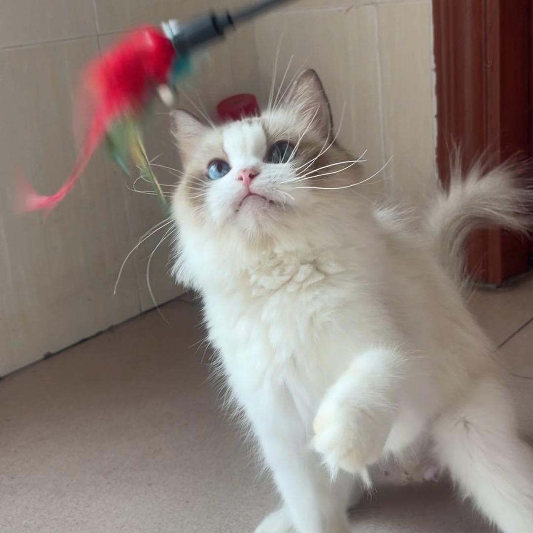 重生之我在东莞卖猫