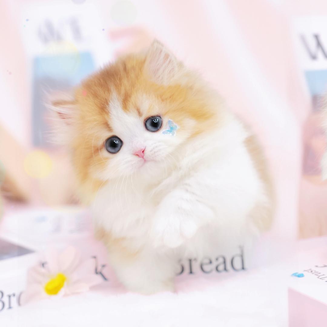 喵骑士猫舍