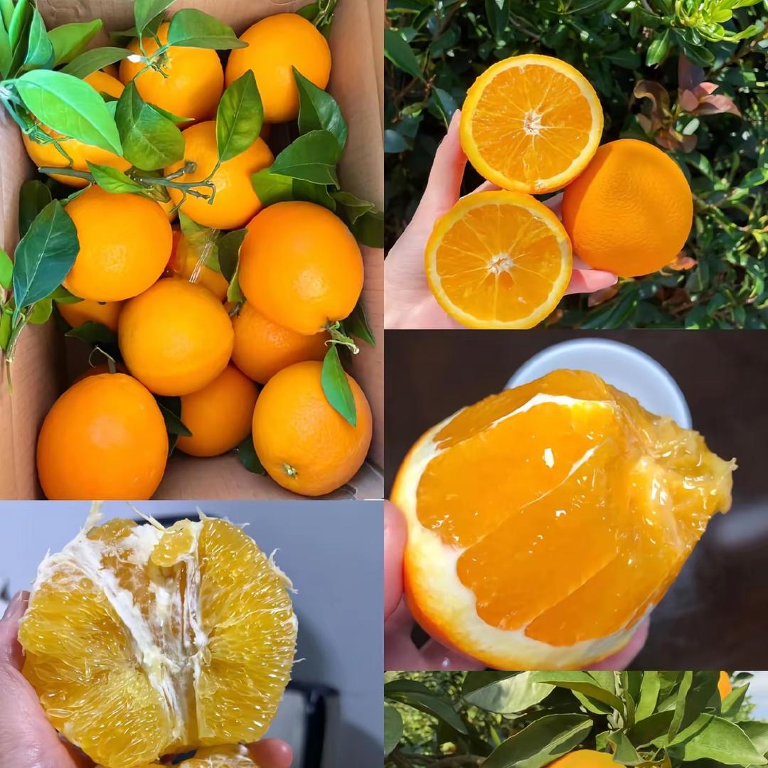 阿强助农🍊赣南脐橙
