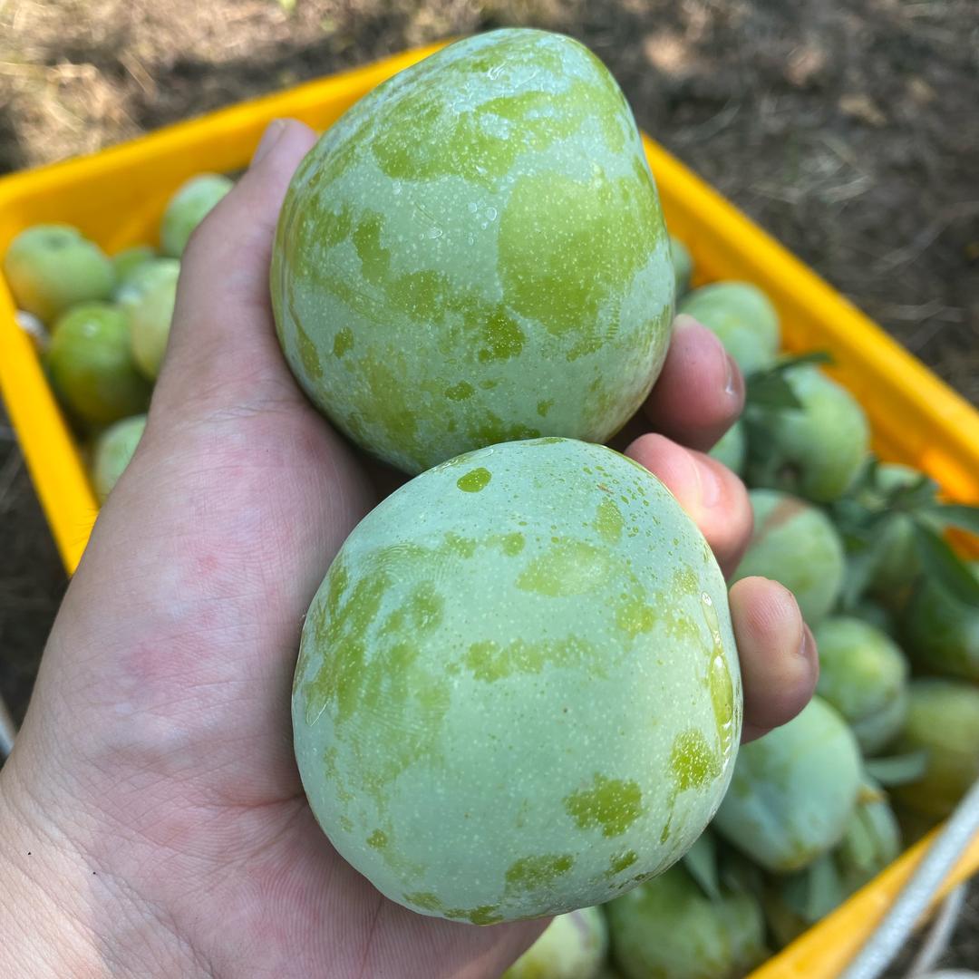 大山的孩子