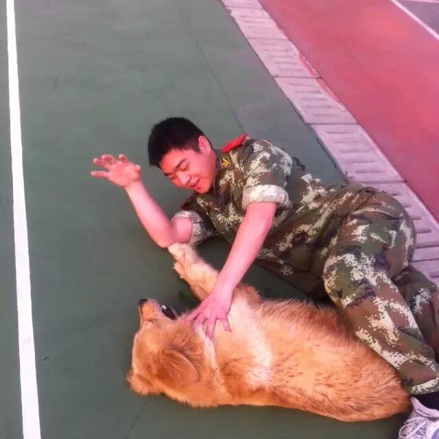 苏州吴江家养边牧