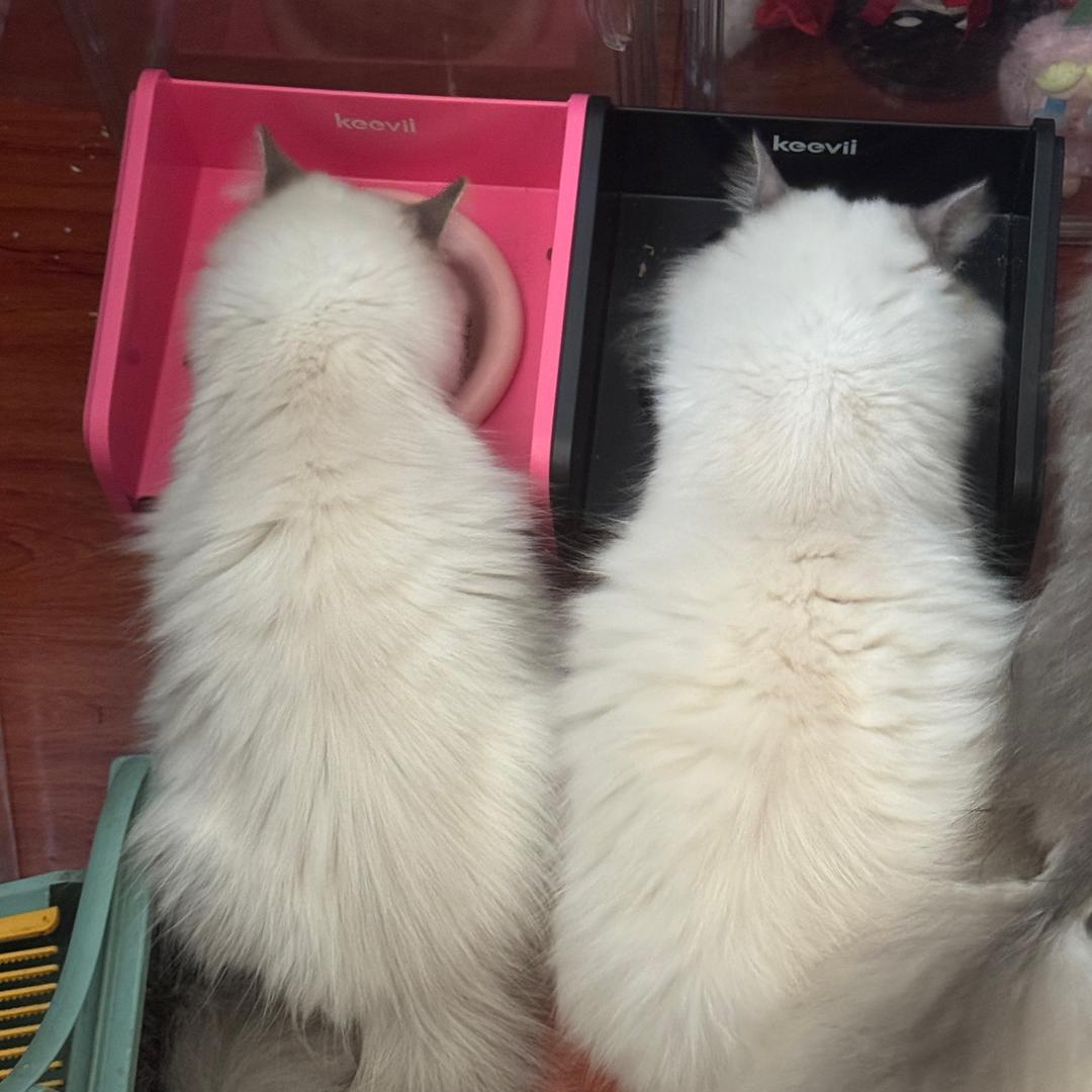 俞扁担的担不是承担的担