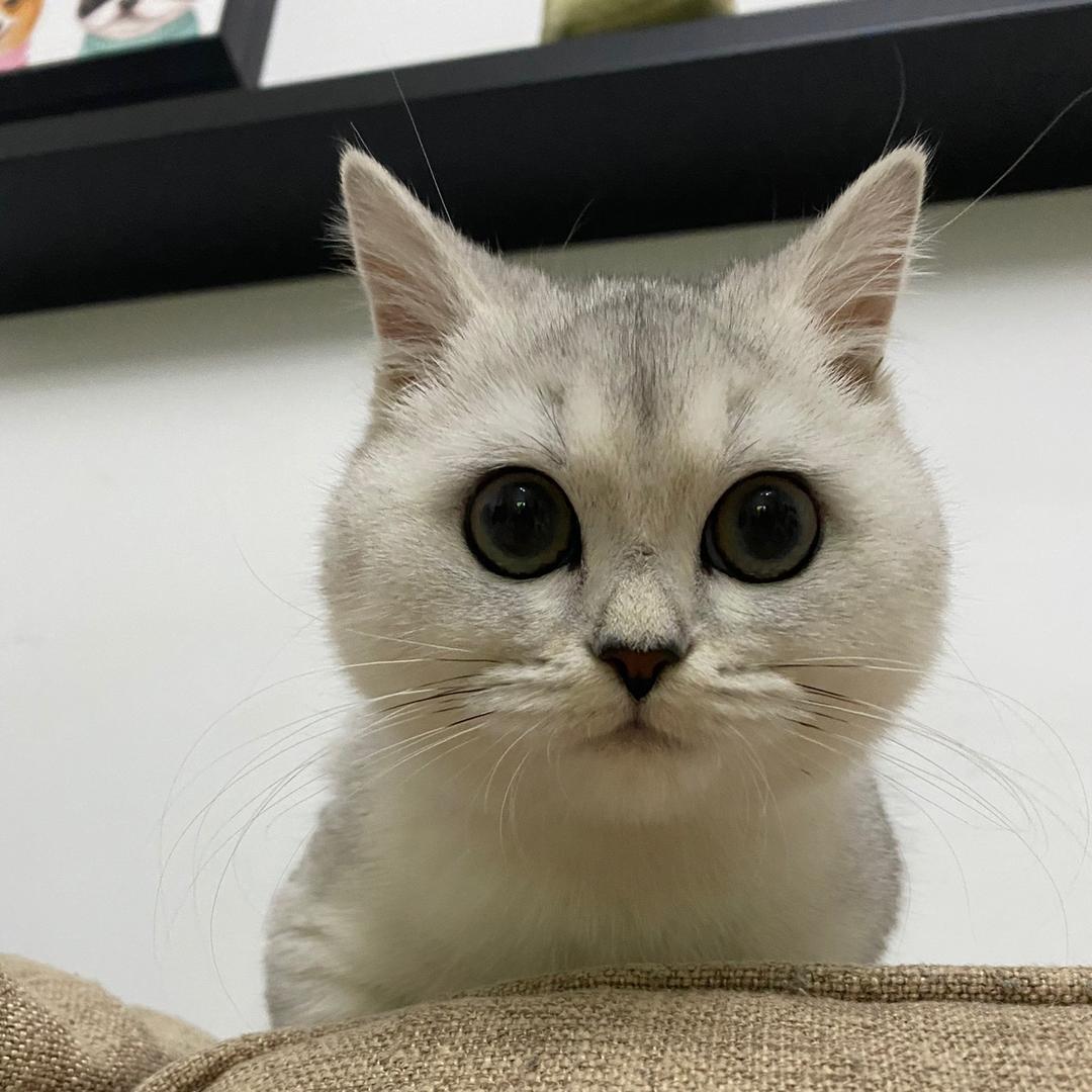 可乐不是猫