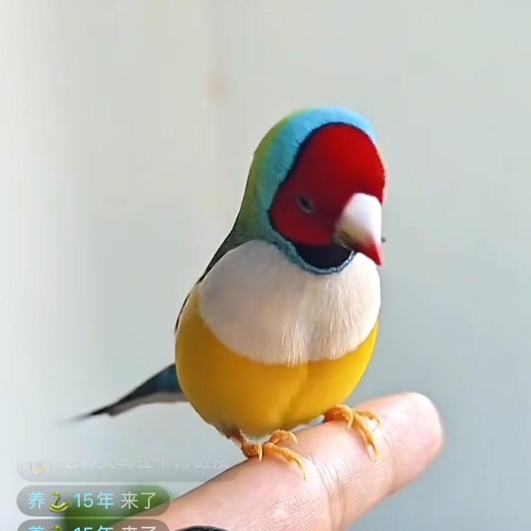子盛