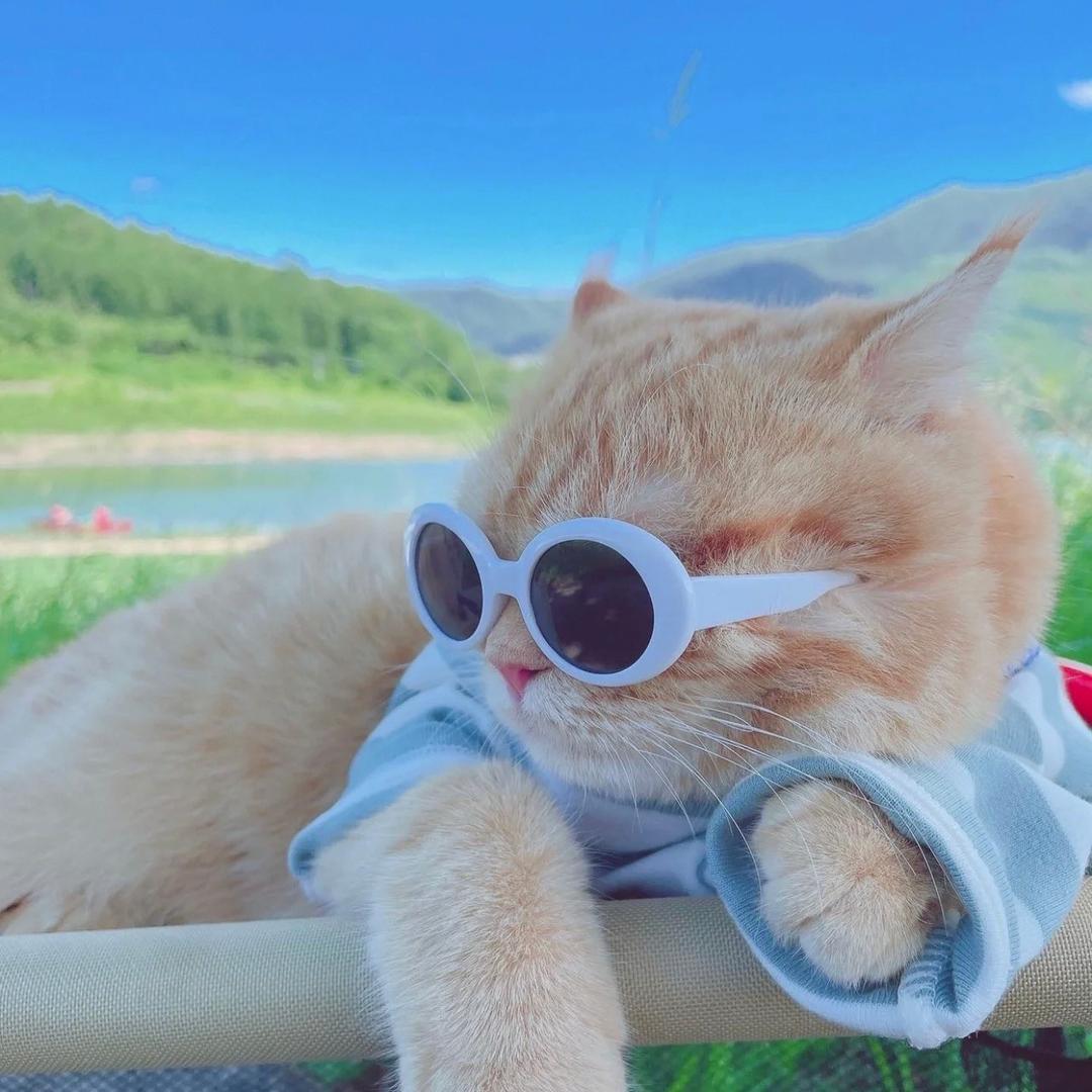 🐱   🐱   🐱