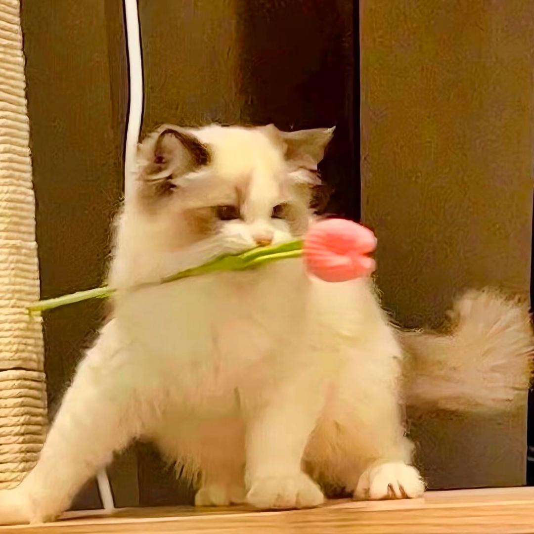 喝牛奶会长痘🍡