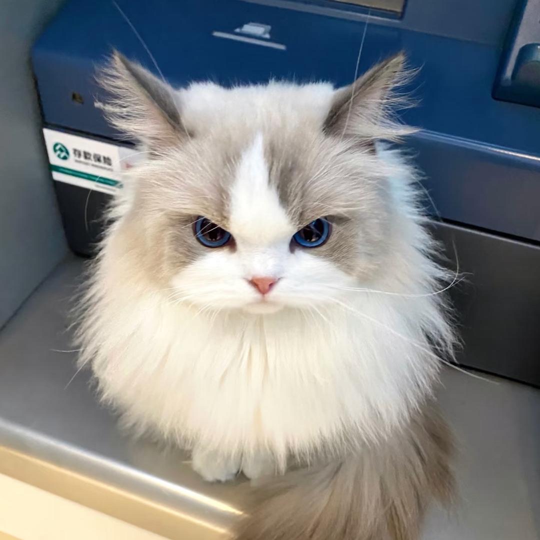 薄荷猫猫