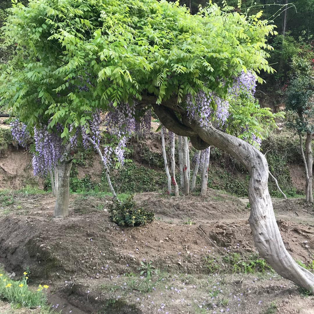榆你有园🌳 湖北