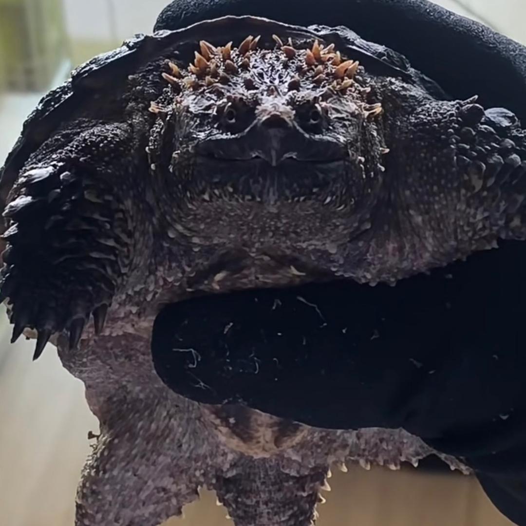 福星佛鳄养殖场