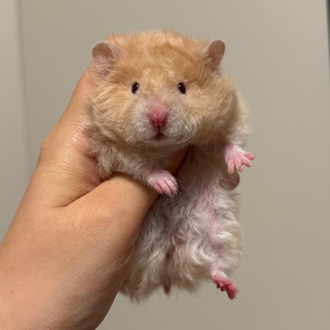 香辣鸡腿堡