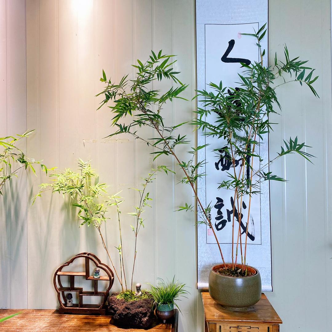 佰欣园竹子盆景
