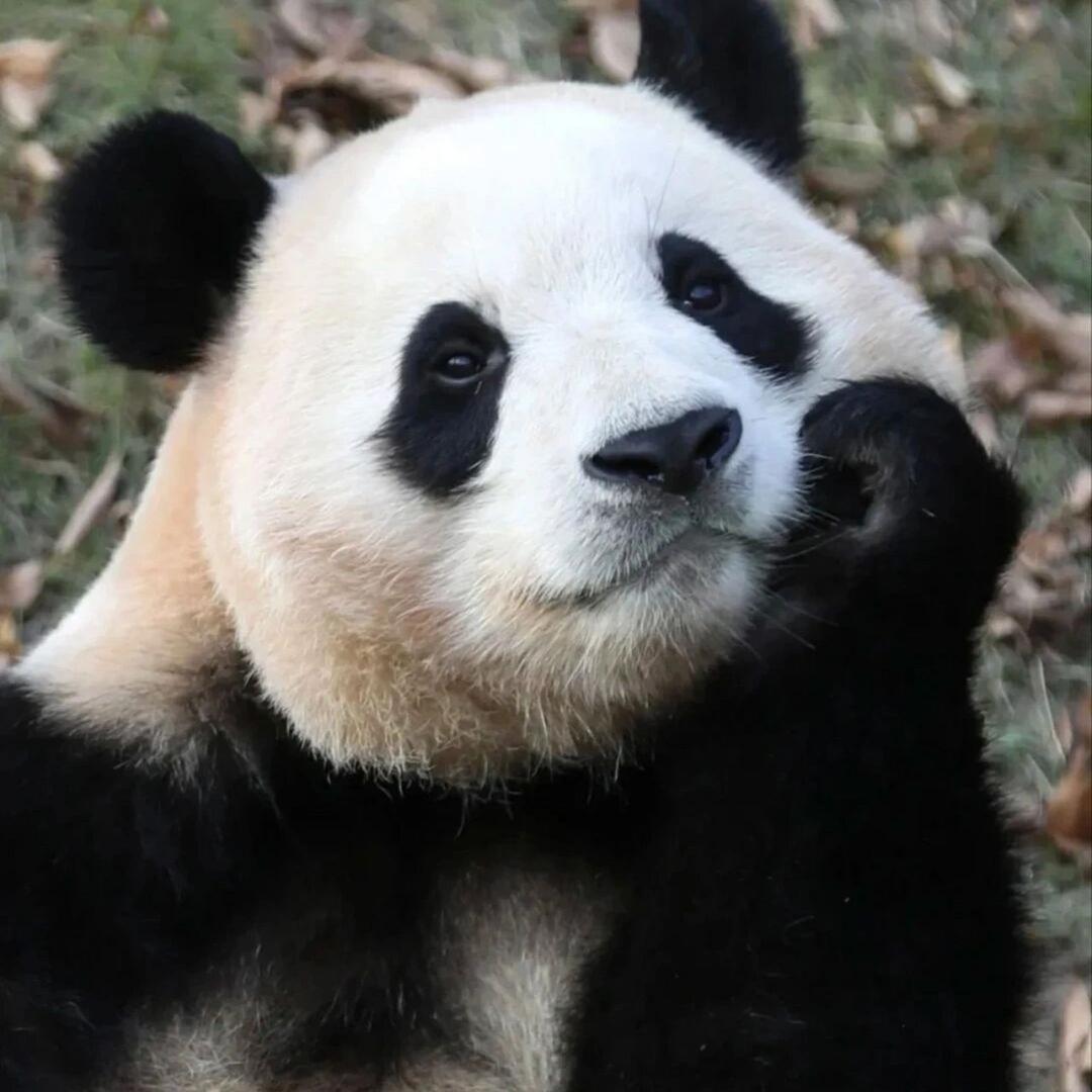 小汤圆