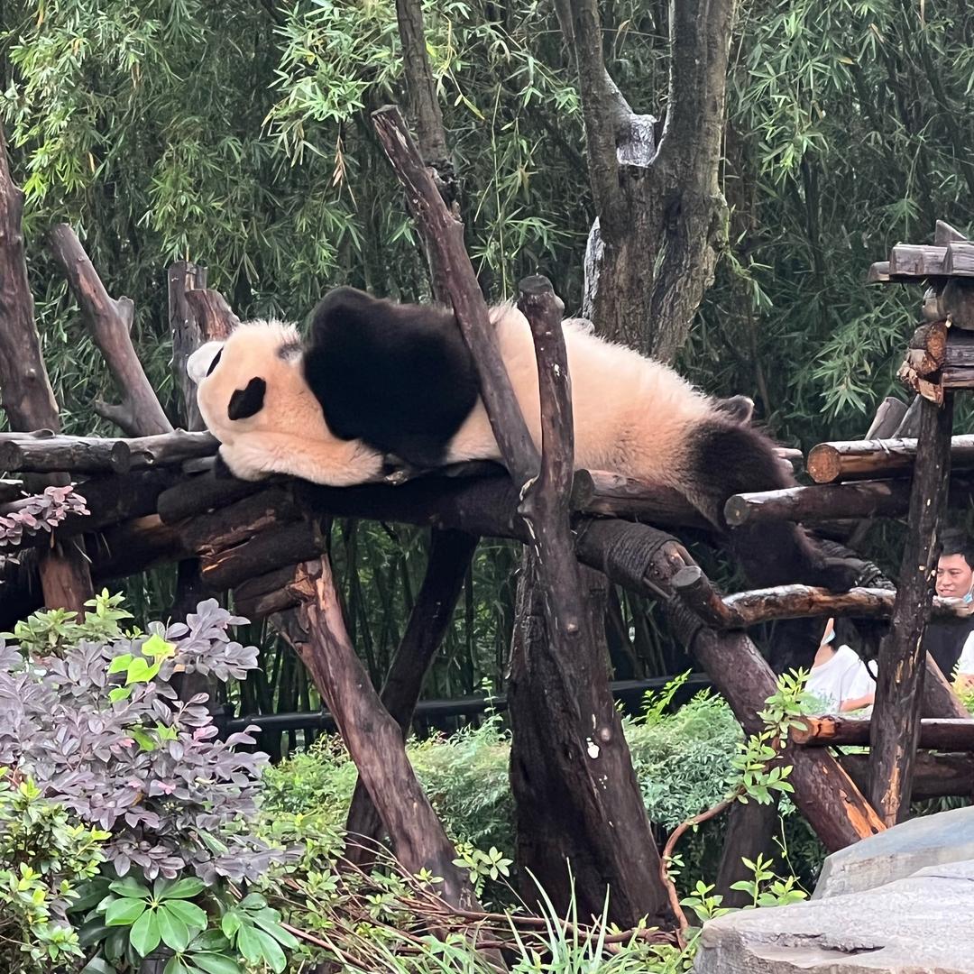 想养一直喵