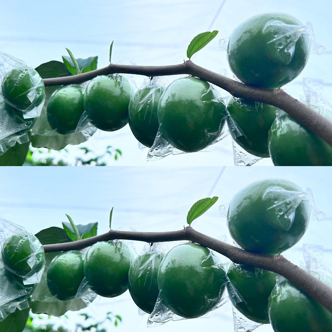 红满天🍏果场A级青枣（总代理）