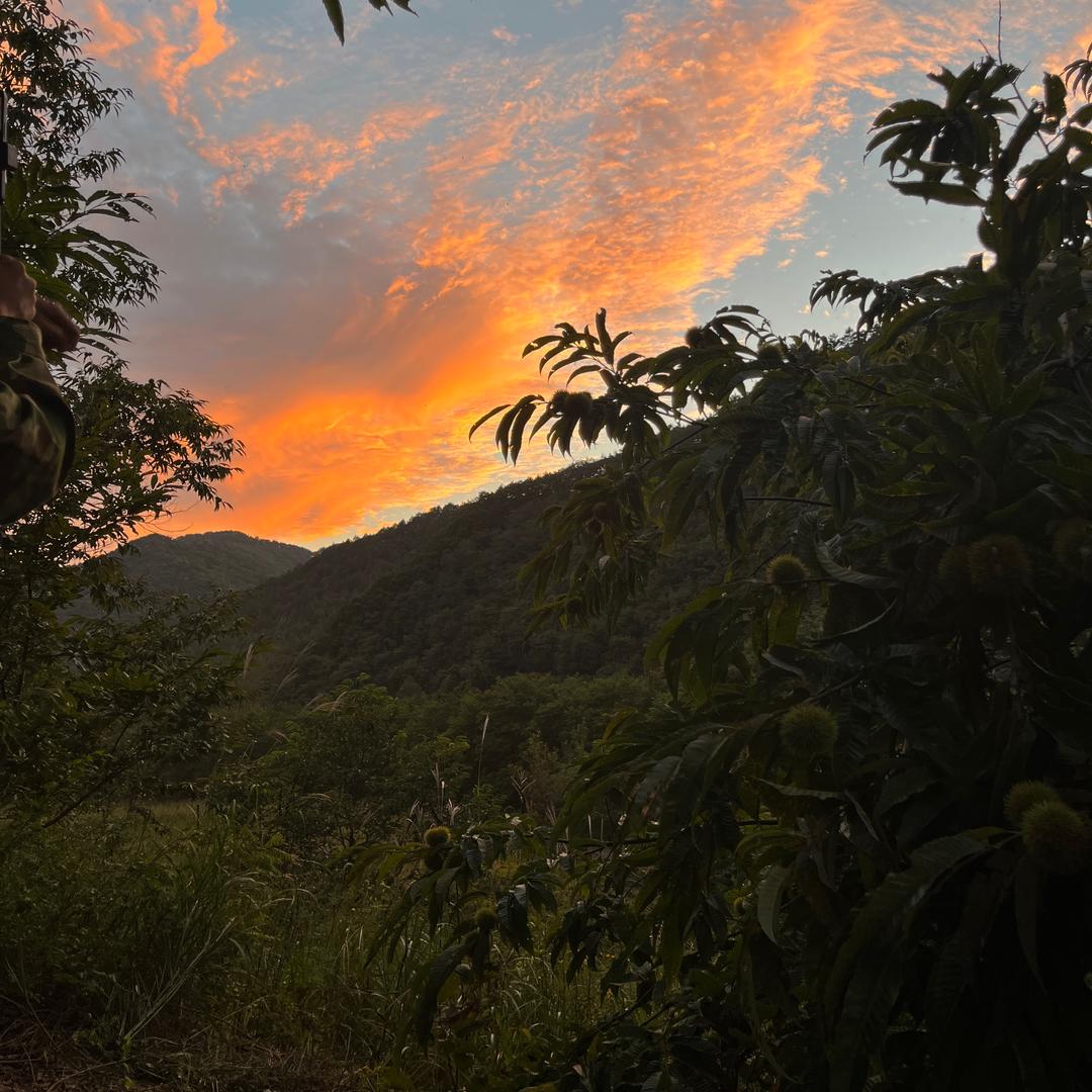 潍县水果萝卜-金大姨