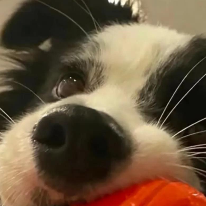 屋顶上的橘子树