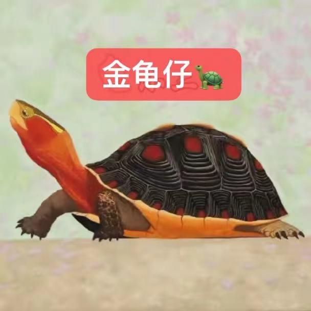 金龟仔-收安缘龟