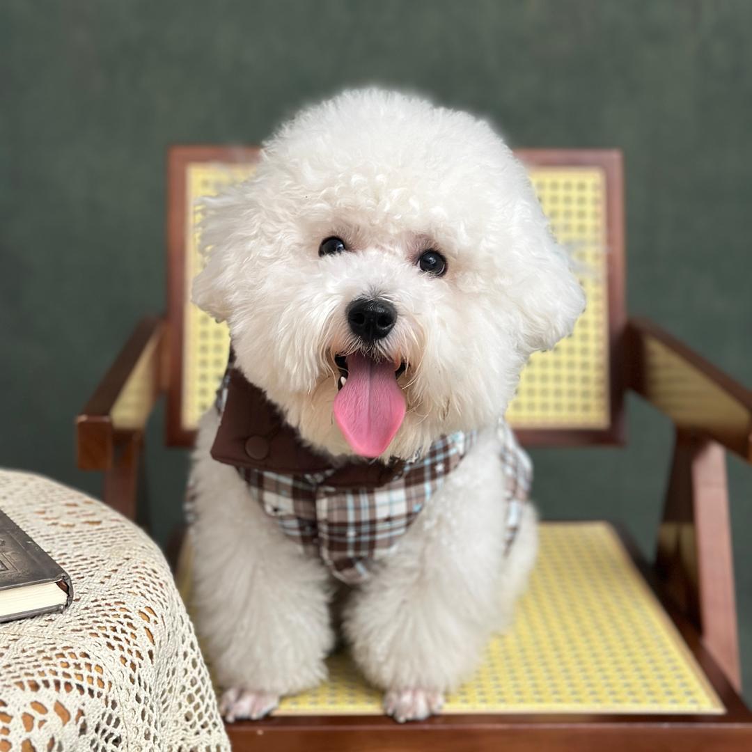 有只比熊叫小东北