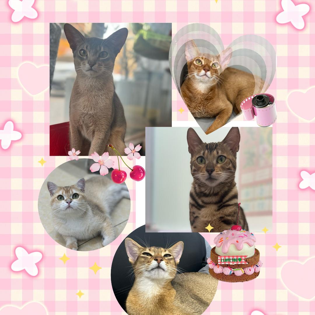 我是小趴菜（喜欢🐱私信）