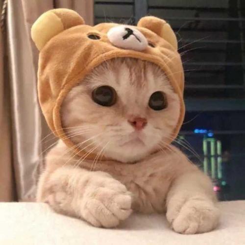 A龙了个猫