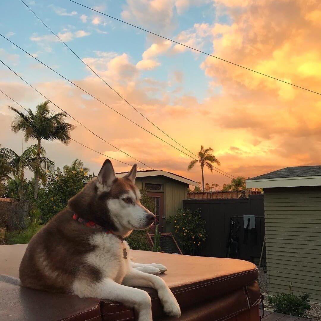 也狗