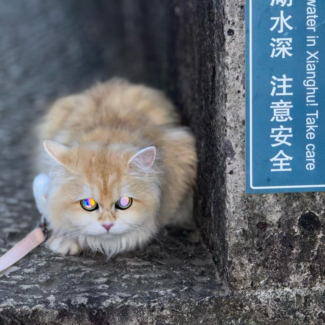 朵拉