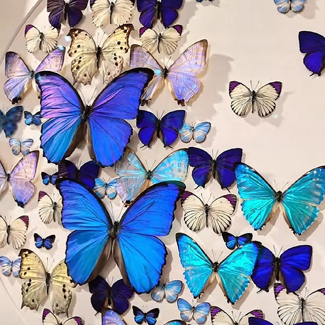 琉璃🦋༊ღ᭄  加满好运🌼ঞৣ