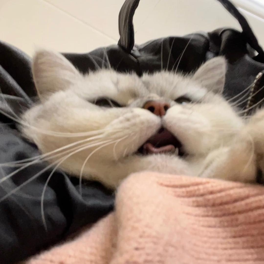 泡芙是只猫呀