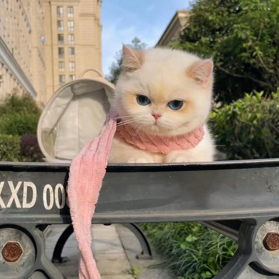 来杯草莓茉莉冰茶