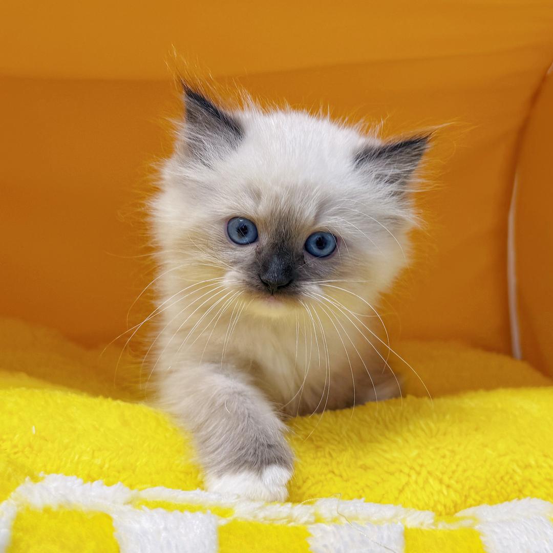 哈哈是只小帽咪