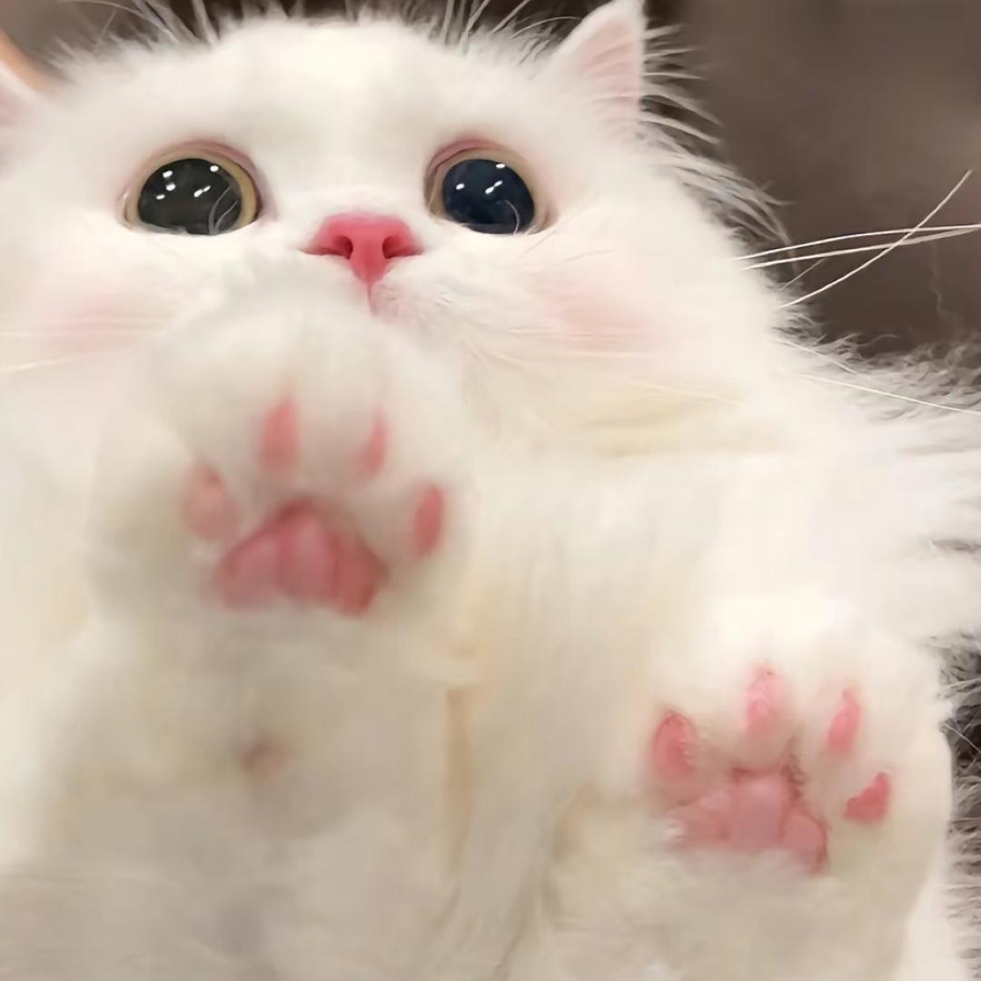 猫咪