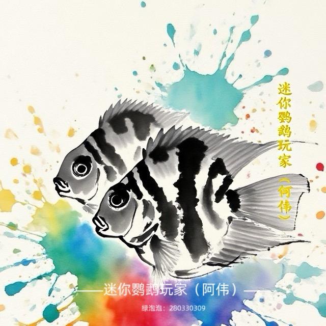 迷你鹦鹉鱼玩家（a伟）
