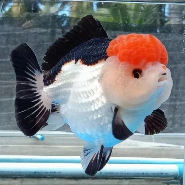 山东信宠观赏鱼