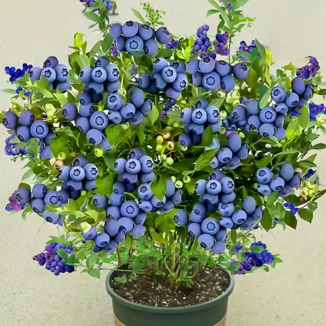 短云枝帆果树苗木专卖店