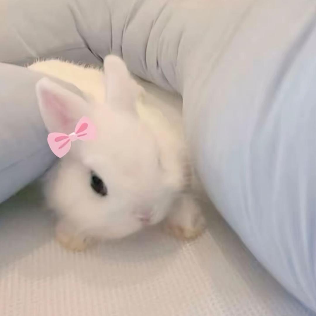 邪恶善良小恶魔的蛋