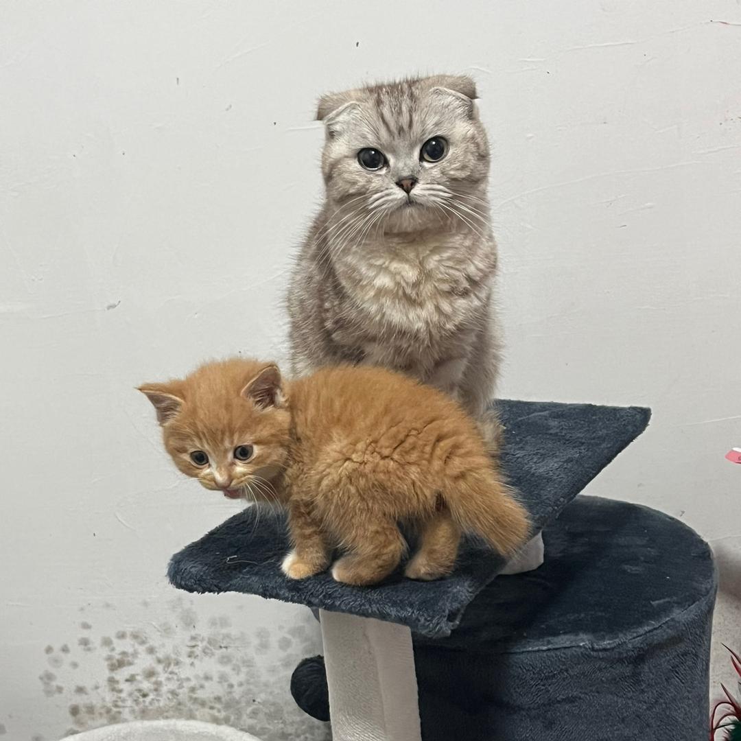 顺。  道。  行事