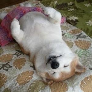 lamlamlammm