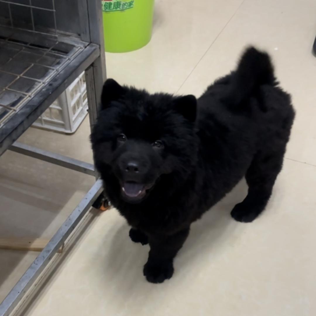 江西享乐犬舍（嘉旺分舍）